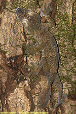 leaf-tailed gecko